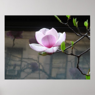 MAGNOLIA POSTER