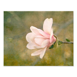 Magnolia Queen Fototryck