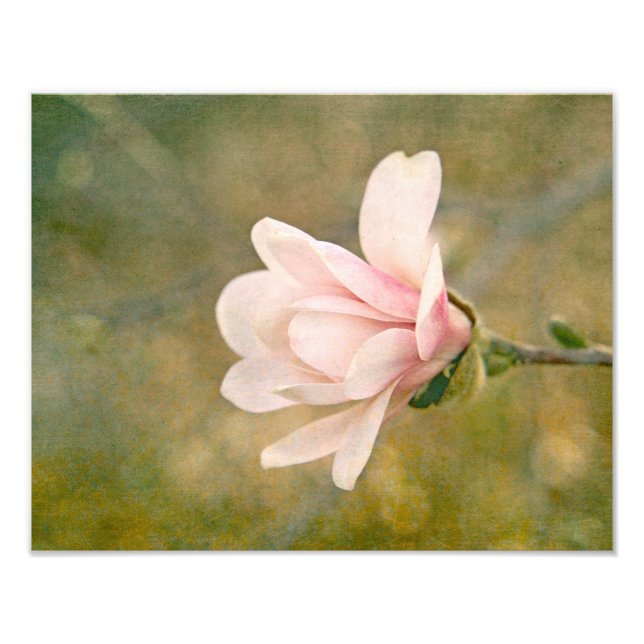 Magnolia Queen Fototryck (Framsidan)