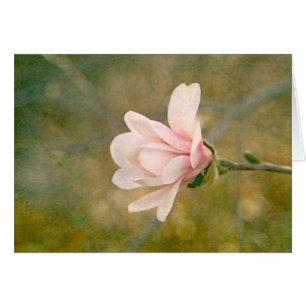 Magnolia Queen OBS Kort