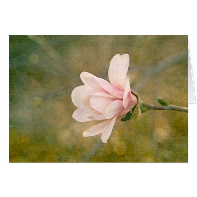 Magnolia Queen OBS Kort (Framsidan Horizontal)