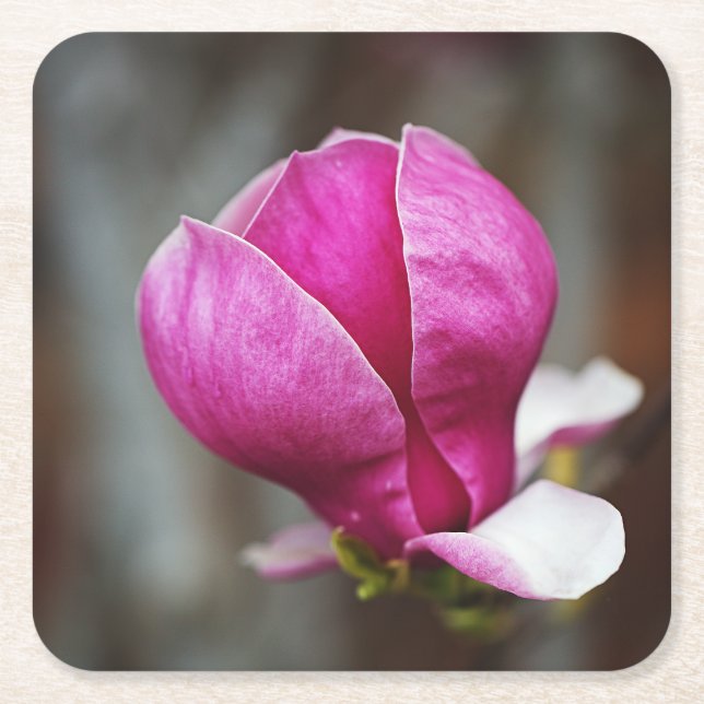 Magnolia Rosa Full Blomning Underlägg Papper Kvadrat (Framsidan)
