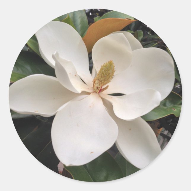 Magnolia Runt Klistermärke (Framsida)