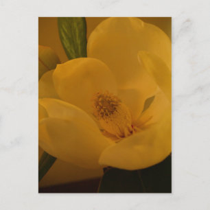 "Magnolia Sateen" vykort