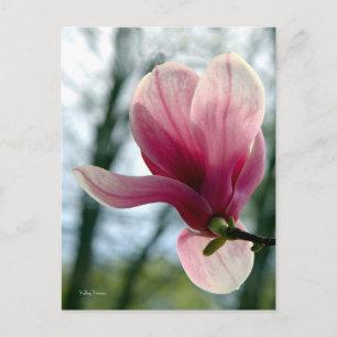 Magnolia Skogen Vykort