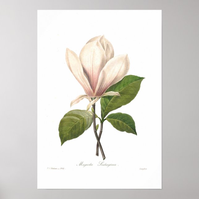 Magnolia soulangiana poster (Framsidan)