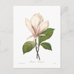Magnolia soulangiana vykort