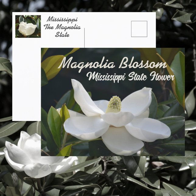 Magnolia State Mississippi Blommig Fotografisk Vykort (Skapare uppladdad)