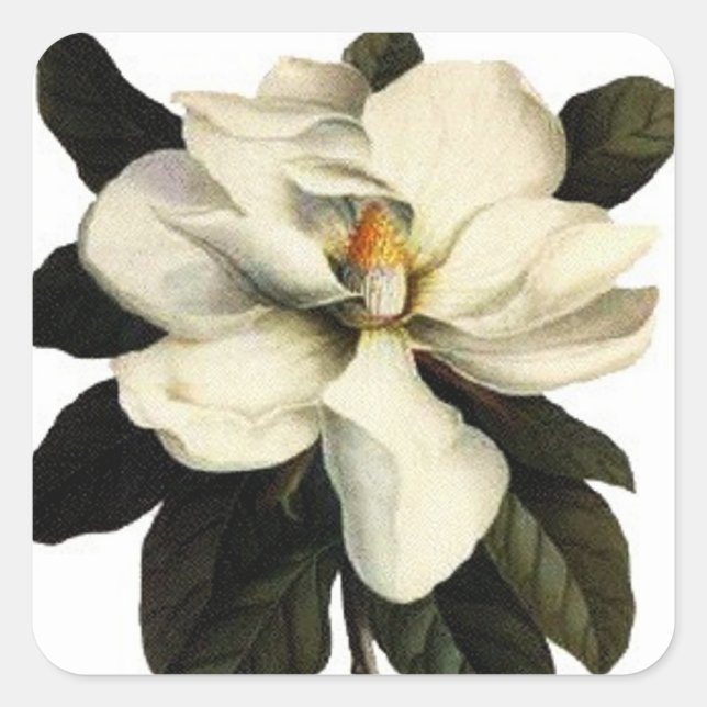 Magnolia - Sticker Fyrkantigt Klistermärke (Framsida)