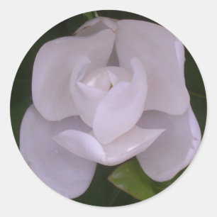 Magnolia Sticker Runt Klistermärke