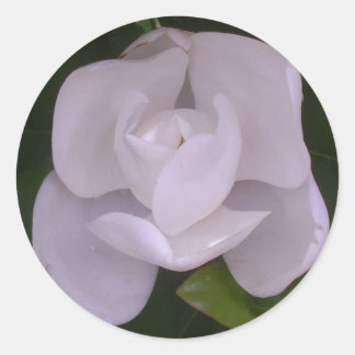 Magnolia Sticker Runt Klistermärke
