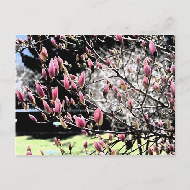 Magnolia Sumi Vykort (Framsida)