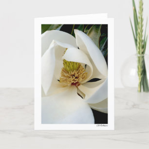 Magnolia Swirl Kort