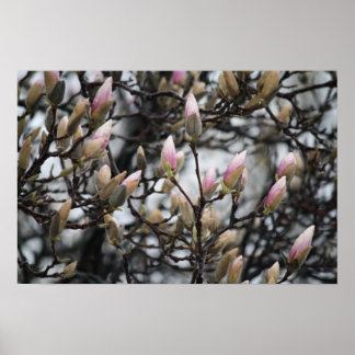 Magnolia Träd Buds i Vår före blommar Poster