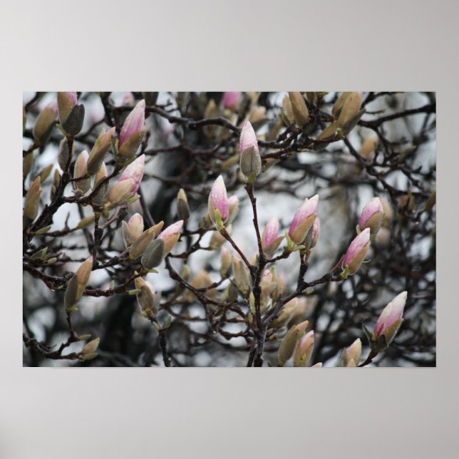 Magnolia Träd Buds i Vår före blommar Poster (Framsidan)