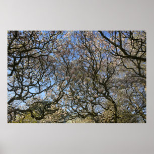 Magnolia Träd, Grenar och Blommar 02 Poster
