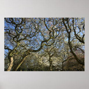Magnolia Träd, Grenar och Blommar 03 Poster