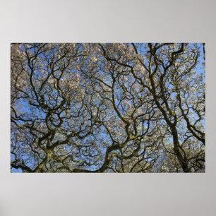 Magnolia Träd, Grenar och Blommar 04 Poster