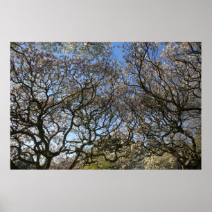 Magnolia Träd, Grenar och Blommar 05 Poster