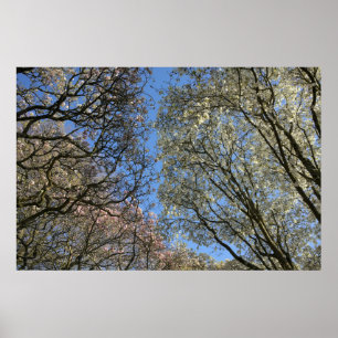 Magnolia Träd, Grenar och Blommar Poster