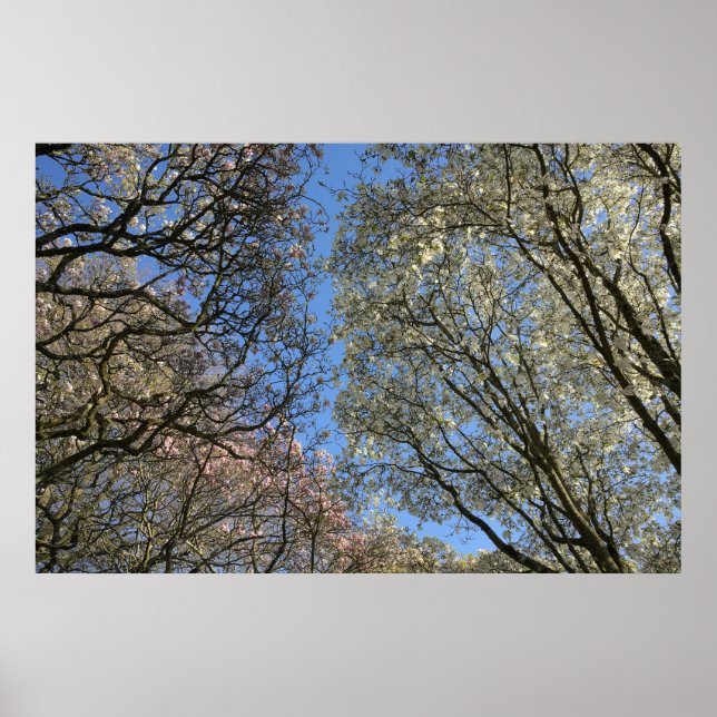Magnolia Träd, Grenar och Blommar Poster (Framsidan)