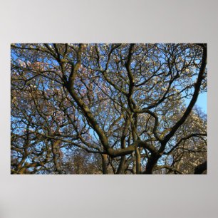 Magnolia Träd Grenar Poster