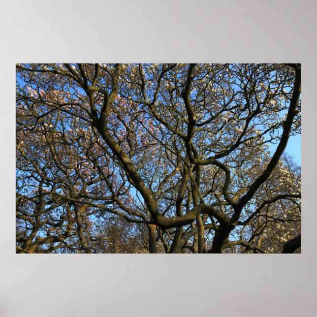 Magnolia Träd Grenar Poster (Framsidan)