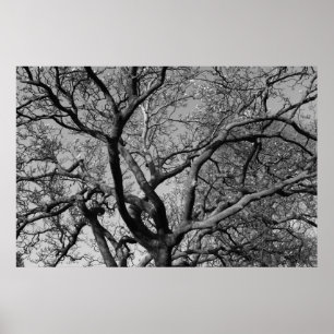 Magnolia Träd Grenar Poster