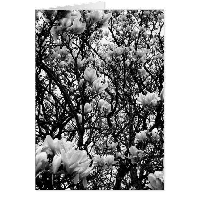 Magnolia Träd Hälsningskort (Framsidan)