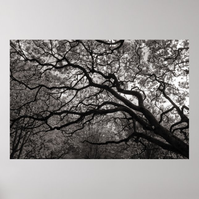 Magnolia Träd i Blommar 01 Poster (Framsidan)