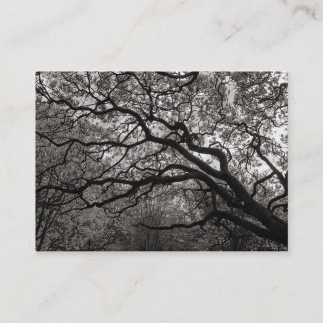 Magnolia Träd i Blommar 01 Visitkort (Framsida)