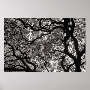 Magnolia Träd i Blommar 02 Poster