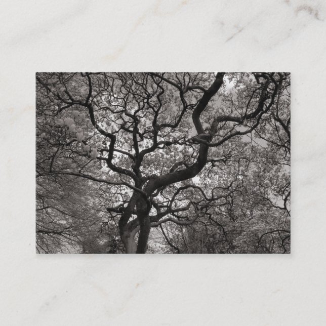 Magnolia Träd i Blommar 03 Visitkort (Framsida)