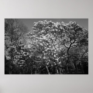 Magnolia Träd i Blommar (B&W) Poster