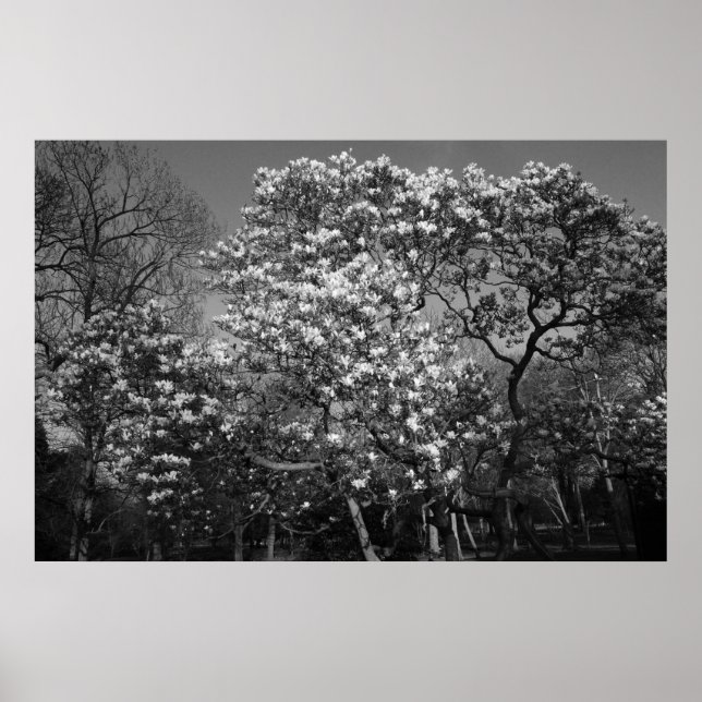 Magnolia Träd i Blommar (B&W) Poster (Framsidan)
