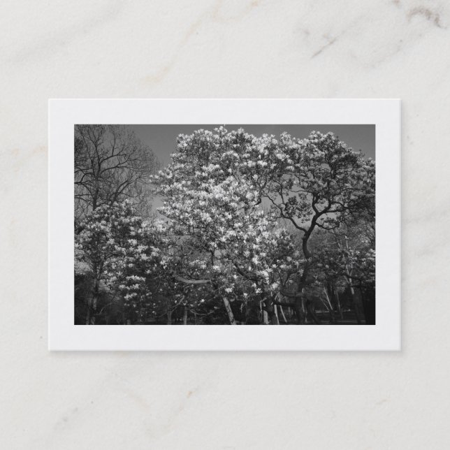 Magnolia Träd i Blommar (Borderade) Visitkort (Framsida)