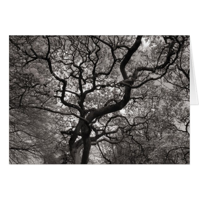 Magnolia Träd i Blommar Hälsningskort (Framsidan Horizontal)