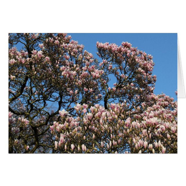 Magnolia Träd i Blommar Hälsningskort (Framsidan Horizontal)