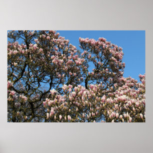 Magnolia Träd i Blommar Poster