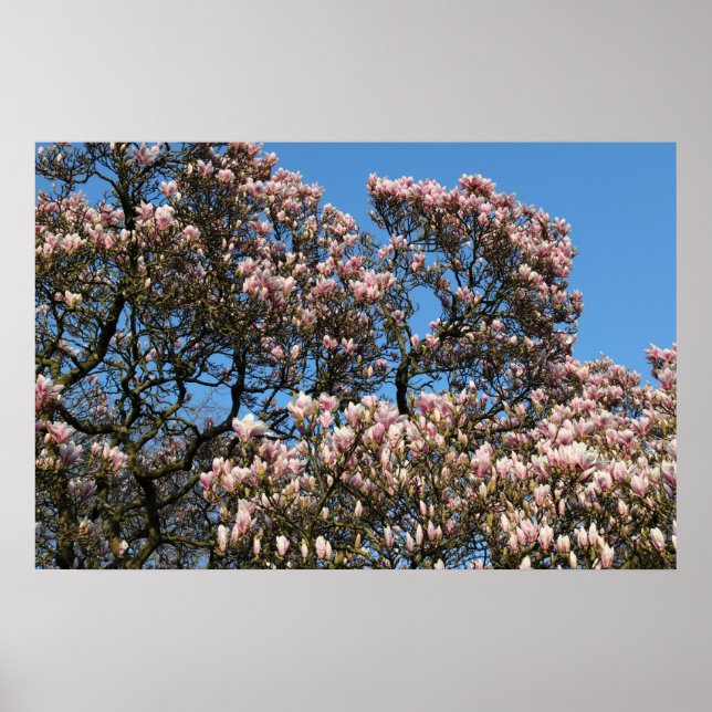Magnolia Träd i Blommar Poster (Framsidan)