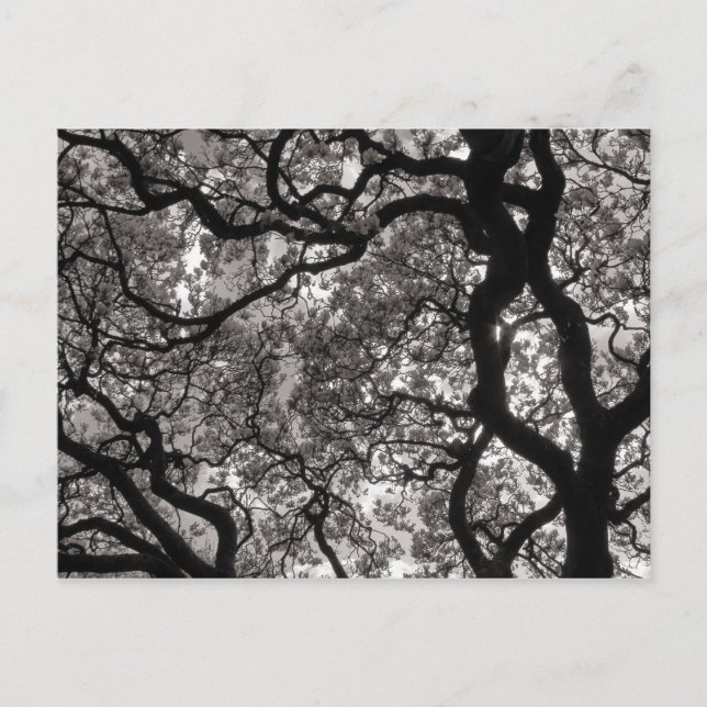 Magnolia Träd i Blommar Vykort (Framsida)