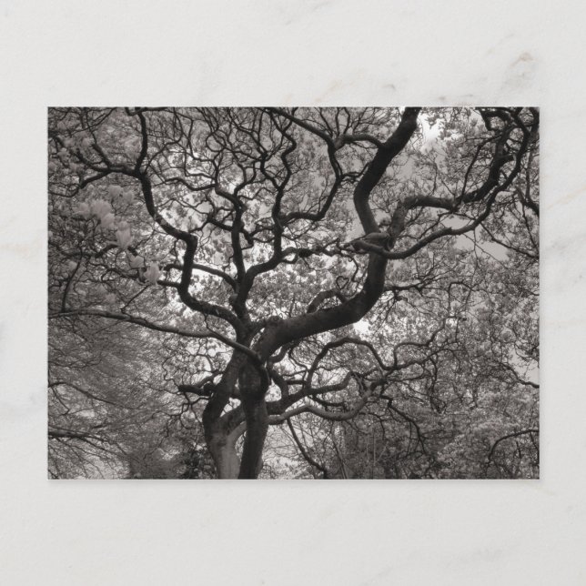 Magnolia Träd i Blommar Vykort (Framsida)