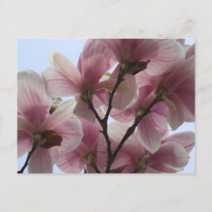 Magnolia Träd i Bloom Postcard Vykort