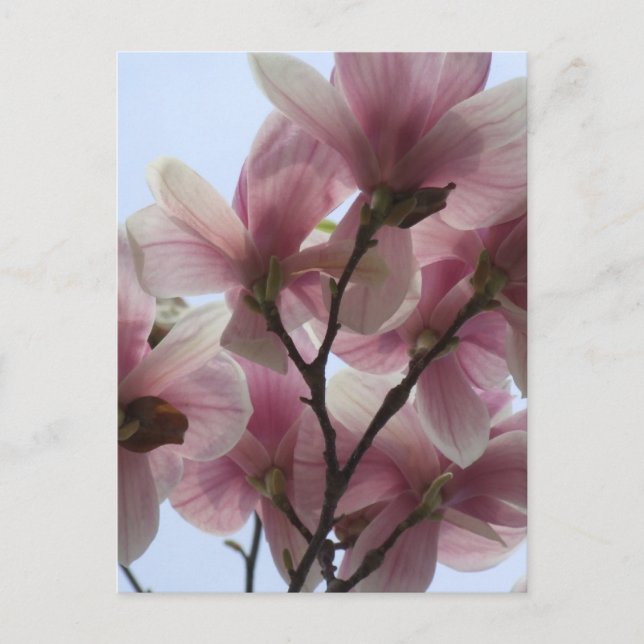 Magnolia Träd i Bloom Postcard Vykort (Framsida)