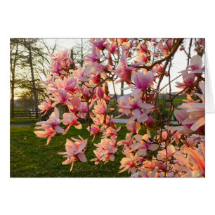 Magnolia Träd i Fullt Bloom vid Sunset Hälsningskort