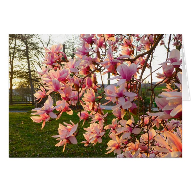 Magnolia Träd i Fullt Bloom vid Sunset Hälsningskort (Framsidan Horizontal)