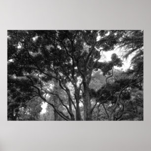 Magnolia Träd i Sommar BW Poster