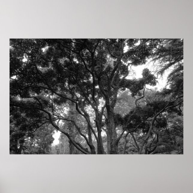 Magnolia Träd i Sommar BW Poster (Framsidan)