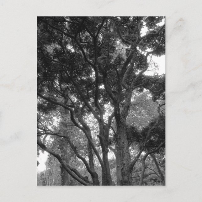 Magnolia Träd i Sommar BW Vykort (Framsida)