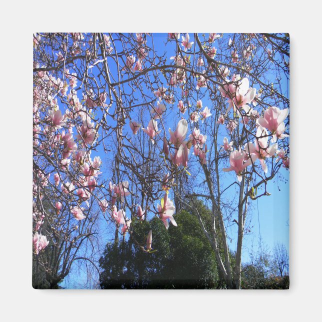 Magnolia träd..... magnet (Framsidan)